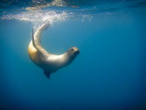 Tagus Cove, Isabella Island, Galapagos 213.jpg